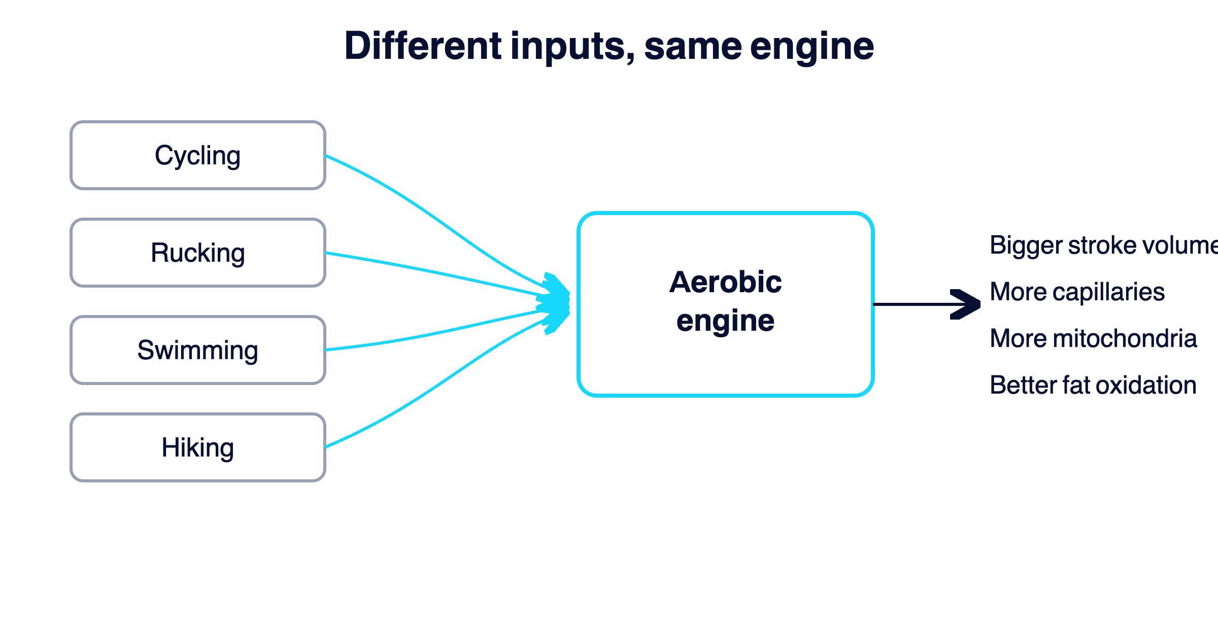 Diagram showing cycling, rucking, swimming, and hiking all feeding into the same set of cardiovascular adaptations.
